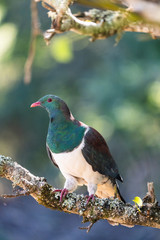 A New Zealand wood pigeon, known as a Kereru in Maori
