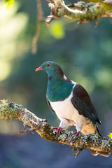 A New Zealand wood pigeon, known as a Kereru in Maori