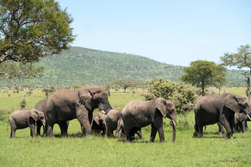 Naklejka na ściany i meble Herd of african bush elephants (Loxodonta Africana) in the Tarangire National Park in Tanzania.