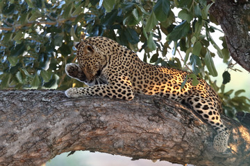 Leopard / Leopard / Panthera pardus.