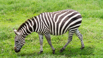 Fototapeta na wymiar Grazing wild plains zebra (Equus quagga) on the vast grassy plains of the Ngorongoro crater conservation area in Tanzania.