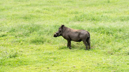 Single common warthog (Phacochoerus africanus) on the grassy plains of Tanzania.