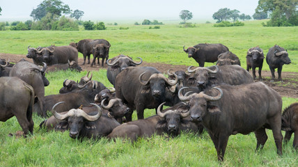 Herd of  African buffalo or Cape buffalo´s (Syncerus caffer) on the vast grassy planes of the...