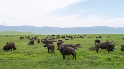 Naklejka na ściany i meble Herd of African buffalo or Cape buffalo´s (Syncerus caffer) on the vast grassy planes of the Ngorongoro crater reservation area in Tanzania.