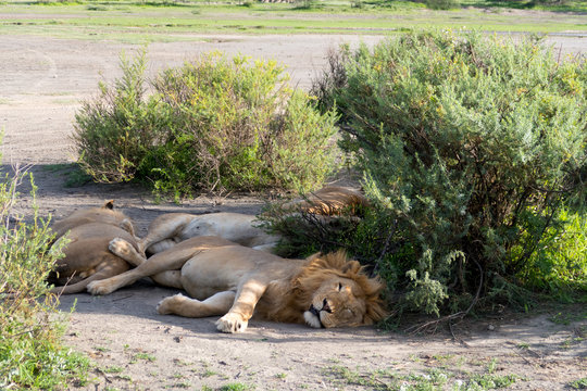Herd of lions resting and sleeping the afternoon sun in the Tarangire National Park in Tanzania.