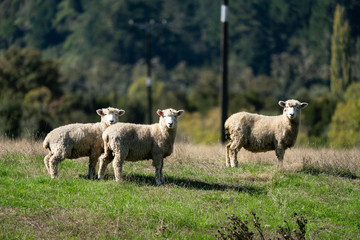 Obraz na płótnie Canvas Sheep grazing in a field in New Zealand