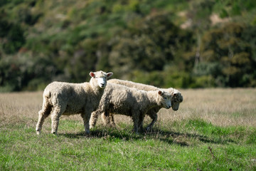 Obraz premium Sheep grazing in a field in New Zealand