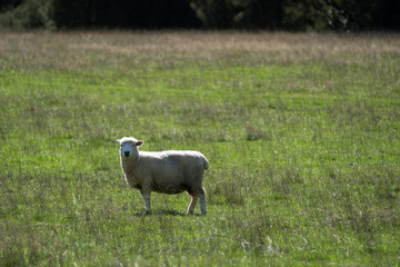 Fototapeta premium Sheep grazing in a field in New Zealand