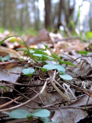 Flower growing in the forest.Flower.Blooms.Day
