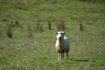 Sheep grazing in a field in New Zealand