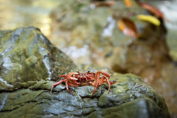 Red crab at waterfall.Natural background waterfall. waterfall thailand tropical.