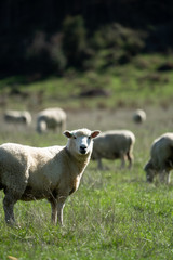 Sheep grazing in a field in New Zealand