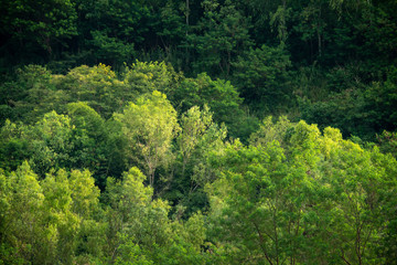 Fototapeta na wymiar forest trees in dense green forest, nature green wood sunlight backgrounds