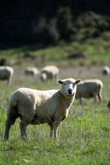 Sheep grazing in a field in New Zealand