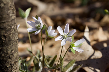 Close up view of native wood anemone wildflowers growing in their natural woodland habitat