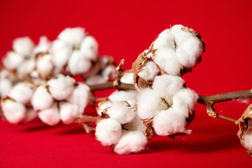 Сotton plant. Stem with natural white fluffy cotton flowers on red background