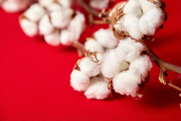 Сotton plant. Stem with natural white fluffy cotton flowers on red background