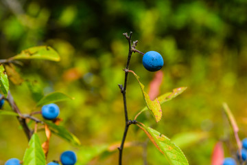 Berries of the blackthorn bush in forest on summer