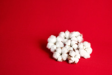 Сotton plant. Heap of natural white fluffy cotton flowers on red fiber background
