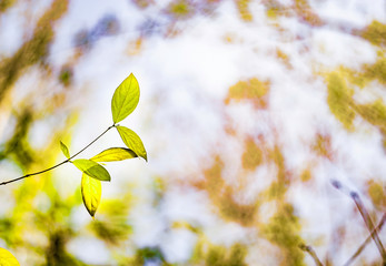 autumn leaves on blue sky background