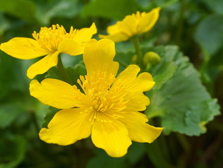 Bright yellow Caltha flowers on green leaves background close up. Caltha palustris, known as marsh-marigold and kingcup flowers.