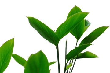 Close up water plant leaves on white isolated background for green foliage backdrop