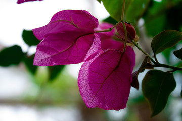 Pink Leaves