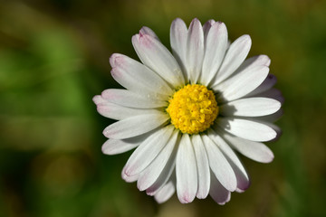 Obraz premium makro eines gänseblümchens mit blütenblättern und pollen