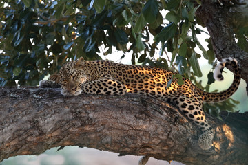 Leopard / Leopard / Panthera pardus.