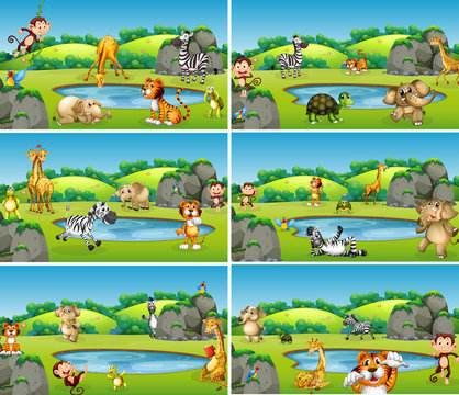 Set of animal in wild