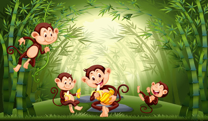 Monkeys in bamboo forest