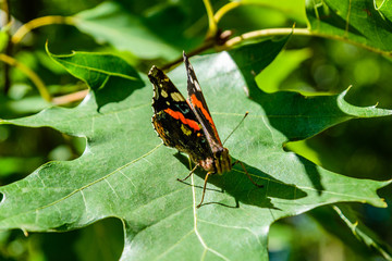 Fototapeta na wymiar Red admiral (Vanessa atalanta) butterfly on the leaf of oak tree