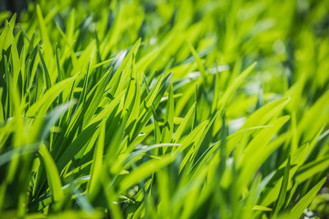 Closeup nature view of green leaf on blurred greenery background in garden at morning sunlight. Copy free space for text. Background natural green plants landscape, ecology, fresh wallpaper concept.