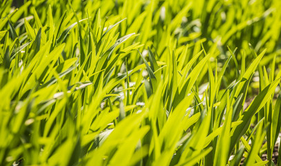 Closeup nature view of green leaf on blurred greenery background in garden at morning sunlight. Copy free space for text. Background natural green plants landscape, ecology, fresh wallpaper concept.