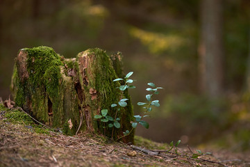Spring sprouts growing on an old tree stump.