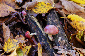 Mushrooms saprophytes and parasites grow in habitat in the forest.