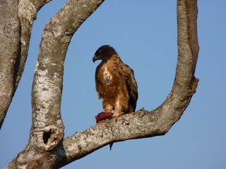 Maasai Mara, Kenia, safari
