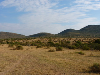 Obraz premium Maasai Mara, Kenia, safari