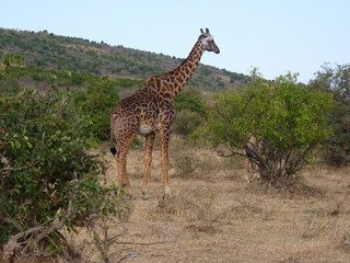 Maasai Mara, Kenia, safari