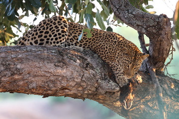 Fototapeta na wymiar Leopard / Leopard / Panthera pardus.