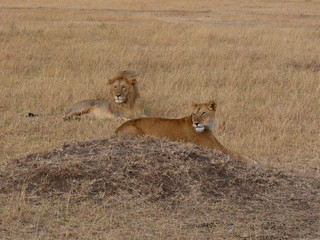 Maasai Mara, Kenia, safari