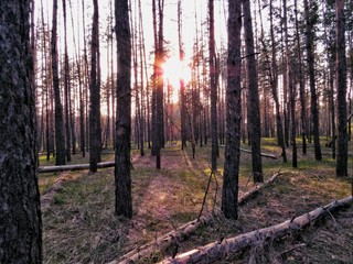 Landscape in the forest in the afternoon.Road.Trees.Grass