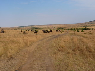 Fototapeta na wymiar Maasai Mara, Kenia, safari