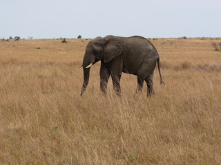 Obraz premium Maasai Mara, Kenia, safari