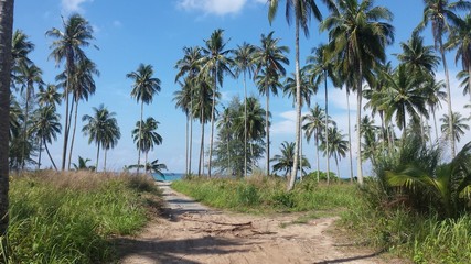 palm trees on the beach Thailand Koh Kood