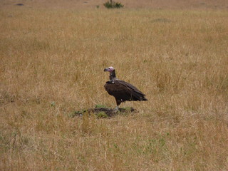 Maasai Mara, Kenia, safari