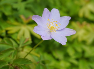 Delicate blue Anemone hepatica flower close up on green leaves background.