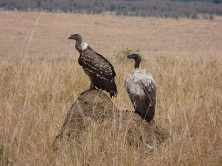Maasai Mara, Kenia, safari