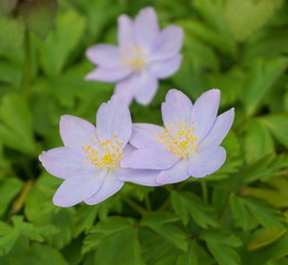 Delicate blue Anemone hepatica flower close up on green leaves background.