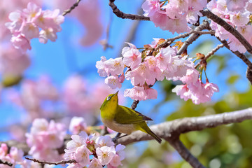 メジロと桜